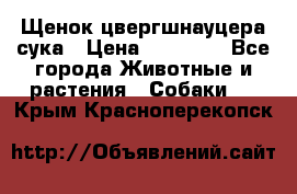 Щенок цвергшнауцера сука › Цена ­ 25 000 - Все города Животные и растения » Собаки   . Крым,Красноперекопск